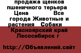продажа щенков пшеничного терьера › Цена ­ 35 000 - Все города Животные и растения » Собаки   . Красноярский край,Лесосибирск г.